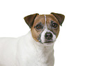 Parson Russell Terrier in front of white background