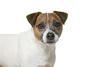 Parson Russell Terrier in front of white background