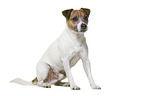 Parson Russell Terrier in front of white background