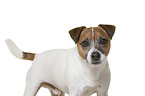 Parson Russell Terrier in front of white background