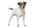 Parson Russell Terrier in front of white background