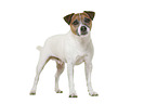 Parson Russell Terrier in front of white background