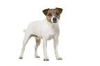 Parson Russell Terrier in front of white background