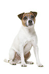 Parson Russell Terrier in front of white background