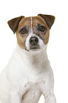 Parson Russell Terrier in front of white background