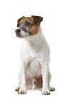 Parson Russell Terrier in front of white background