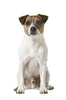 Parson Russell Terrier in front of white background