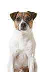 Parson Russell Terrier in front of white background