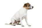 Parson Russell Terrier in front of white background