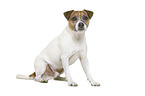 Parson Russell Terrier in front of white background