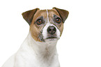 Parson Russell Terrier in front of white background