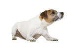 Parson Russell Terrier in front of white background