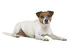 Parson Russell Terrier in front of white background