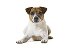 Parson Russell Terrier in front of white background