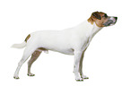 Parson Russell Terrier in front of white background