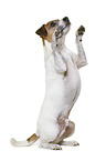 Parson Russell Terrier in front of white background