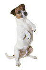 Parson Russell Terrier in front of white background