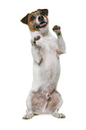 Parson Russell Terrier in front of white background