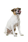 Parson Russell Terrier in front of white background