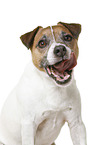 Parson Russell Terrier in front of white background