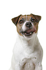 Parson Russell Terrier in front of white background