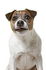 Parson Russell Terrier in front of white background