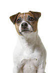 Parson Russell Terrier in front of white background