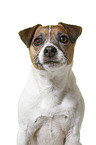 Parson Russell Terrier in front of white background