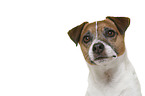 Parson Russell Terrier in front of white background