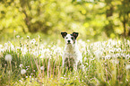 sitting Parson Russell Terrier