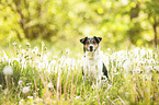 sitting Parson Russell Terrier