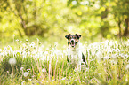 sitting Parson Russell Terrier