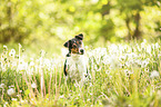 sitting Parson Russell Terrier