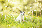 sitting Parson Russell Terrier