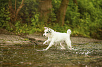 runnung Parson Russell Terrier