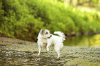 Parson Russell Terrier