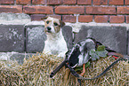 brown-white Parson Russell Terrier