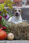 brown-white Parson Russell Terrier