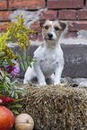 brown-white Parson Russell Terrier