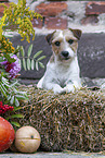 brown-white Parson Russell Terrier