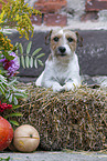 brown-white Parson Russell Terrier