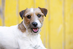 brown-white Parson Russell Terrier