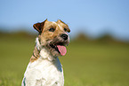 brown-white Parson Russell Terrier