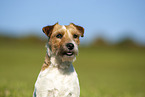 brown-white Parson Russell Terrier