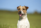 brown-white Parson Russell Terrier