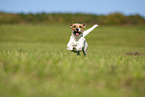 brown-white Parson Russell Terrier