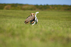 Parson Russell Terrier retrieves hunted duck