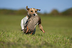 Parson Russell Terrier retrieves hunted duck