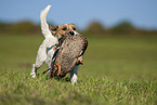 Parson Russell Terrier retrieves hunted duck