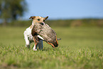 Parson Russell Terrier retrieves hunted duck